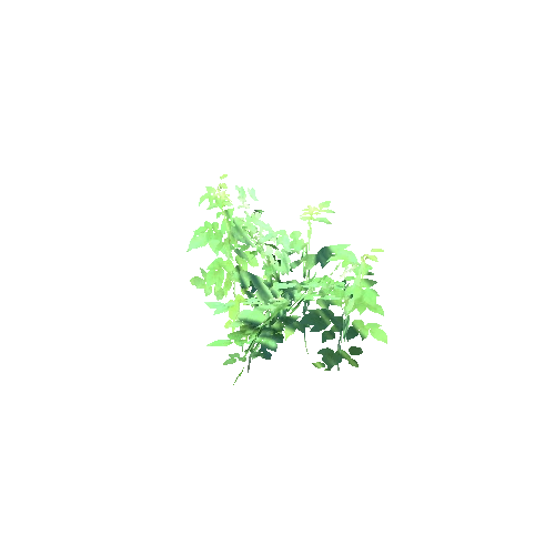 Rubus_idaeus patch 1